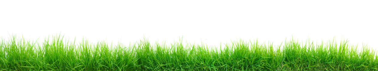 Fototapeta green grass panorama isolated on white obraz