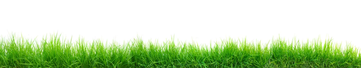 Foto op Plexiglas groen gras panorama geïsoleerd op wit © antpkr