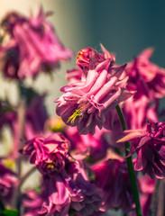 Summer flowers bloomming