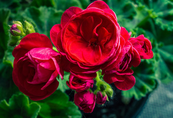 Summer flowers bloomming