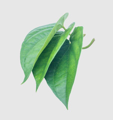 Green betel leaf isolated on the gray background with clipping path.
