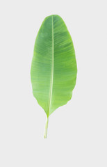 banana leaf.Isolated on white background with clipping path.