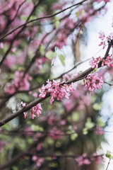 Close-up. Flowering tree in spring. Branches with pink flowers.