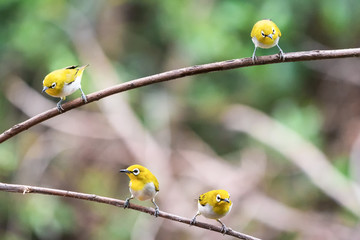 Closed up of 4 birds Oriental white-eye stay on branch 