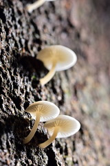 White mushrooms are found in mango trees with dampness. In the countryside of Thailand is called mango mushrooms.