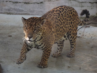 leopard watching
