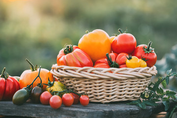 Ripe colorful tomatoes in a basket on wooden board outdoors. Organic food. Selective focus