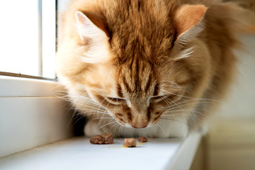 red thick long-haired fat cat sitting on the windowsill and eating cat food