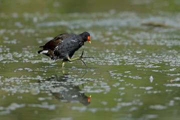 Gallinella d'acqua cammina nella palude