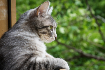 Naklejka na ściany i meble gray cat looks out the window against the green trees