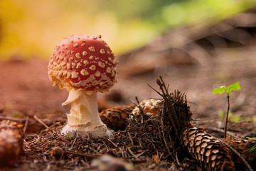 Amanita Muscaria, poisonous mushroom in the