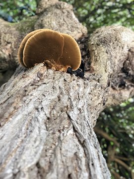 Setas en un &aacute;rbol