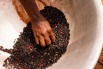 detail of skinny african woman hand holding black beans in pot while working in the farm in the...