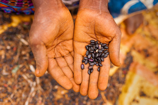 above close up view of old african woman open hands holding black beans outdoor while working the field