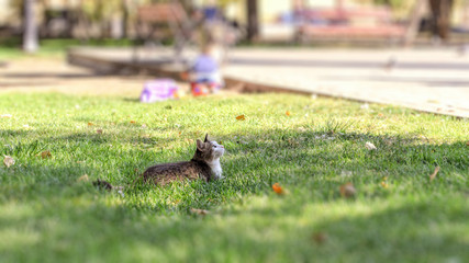 A gray cat in the city park in the green grass looked up and looked at the birds flying up.