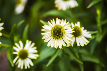 Fototapeta premium White swan coneflower blooming in garden, summer sunny day.