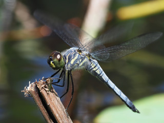 シオカラトンボのアップ