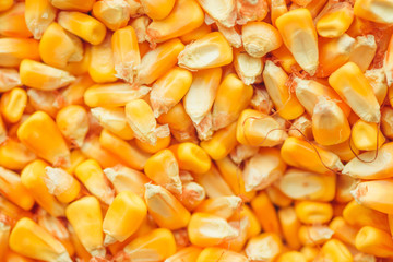 Harvested corn kernels