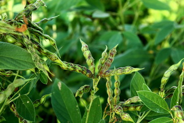 pigon pea or tuvar beans vegetable on plant