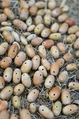 group of acorns withweevil holes 