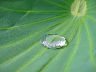 A Lotus effect, Water drop on water lily leaf