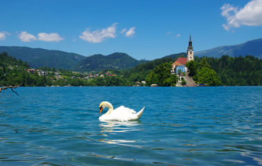 Swan on blue lake