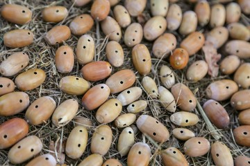group of acorns withweevil holes 
