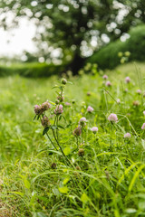 close-up shot of beautiful wild flowers growing in green grass