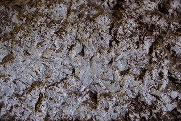 Textured background of wall with fungus in wine cellar