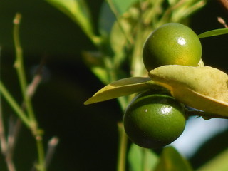 Small Orange fruit 