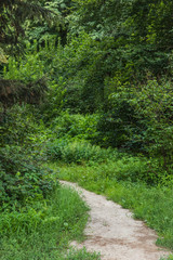 Fototapeta na wymiar scenic shot rural pathway of green forest