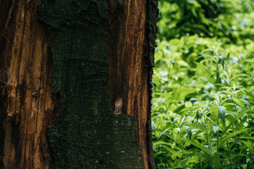 close-up shot fo cracked tree bark with green leaves on background