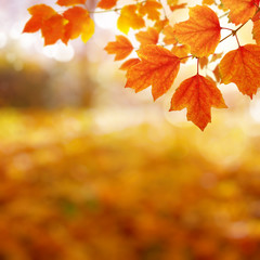 Naklejka na ściany i meble Autumn leaves on the sun and blurred trees