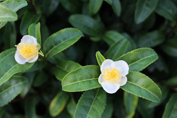 緑茶の花