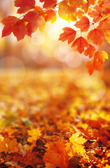Obraz premium Autumn leaves on the sun.