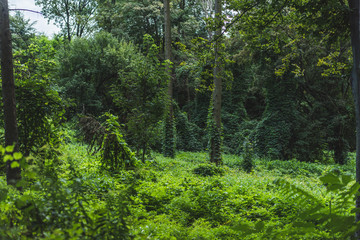 tranquil shot of forest with ground covered with green vine