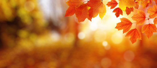  Autumn leaves on the sun and blurred trees