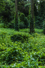 dramatic shot of forest with ground covered with green vine