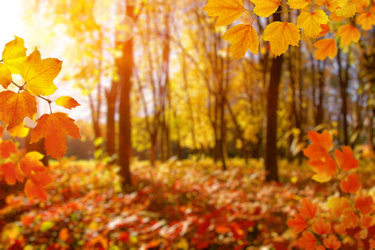  Autumn leaves on the sun and blurred trees