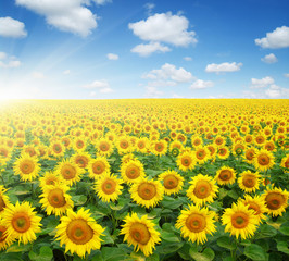 Obraz premium field of sunflowers
