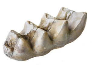 Fossil mammoth molar
