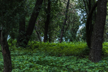 Fototapeta premium scenic shot of beautiful forest with ground covered with leaves
