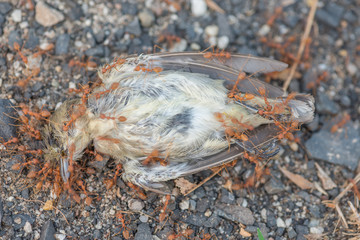 dead birth with red ants