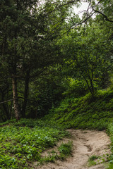 Fototapeta na wymiar rural pathway in beautiful green forest on hill