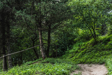 scenic shot of rural pathway in beautiful green forest on hill