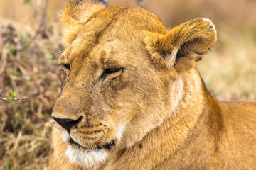 A beautiful lioness from Kenya. Masai Mara, Africa
