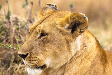 Obraz na płótnie Canvas Beautiful lioness from Masai Mara. Kenya. Africa