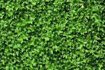 Very small green moss It's up on the rocks all the time. Take photos with extended macro lenses.