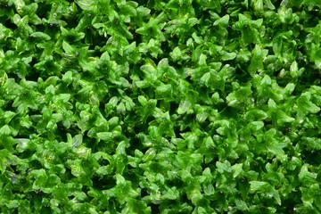 Very small green moss It's up on the rocks all the time. Take photos with extended macro lenses.