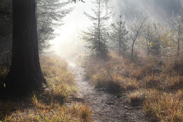 walk path in misty autumn forest